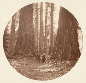 De Drie Gratiën Gezien door de Bryant en Seward Calaveras Grove door Carleton Emmons Watkins