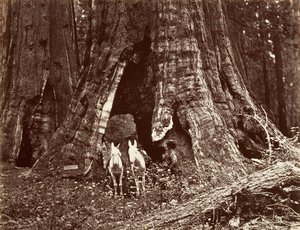 De driepoot, 94 voet omtrek, 1865-66, gedrukt ca. 1876 door Carleton Emmons Watkins
