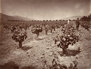 Wijngaard van Camulos Ranch, 1876 door Carleton Emmons Watkins