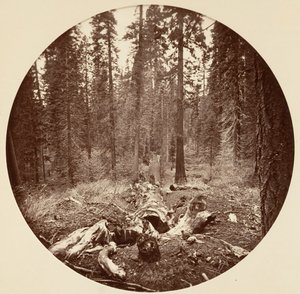 [Yosemite National Park, Californië], ca. 1878 door Carleton Emmons Watkins