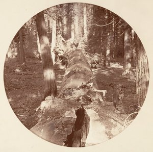 [Yosemite National Park, Californië], ca. 1878 door Carleton Emmons Watkins