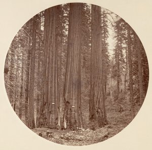 [Yosemite National Park, Californië], ca. 1878