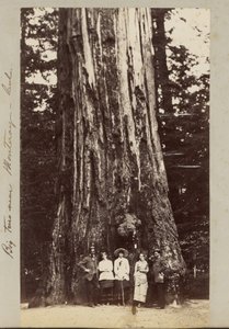 Grote bomen bij Monteray [sic] - Cal. door Carleton Watkins