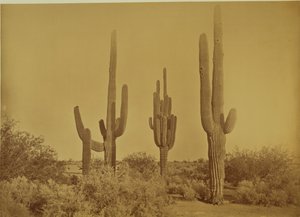 [Cactus, Arizona - Cereus Giganteus]. door Carleton Watkins