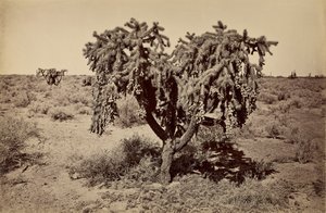 [Cactus, woestijn van Arizona]. door Carleton Watkins
