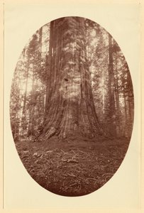 [Empire State Calaveras Grove].