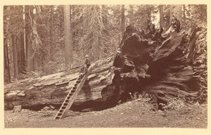 [Vader van het bos Calaveras Grove]. door Carleton Watkins