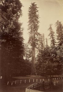Giant Redwood, Santa Cruz door Carleton Watkins