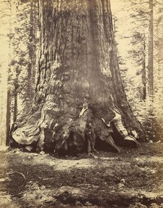 [Deel van de Grizzlyreus]. door Carleton Watkins