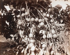 Zonder titel [fruit op boom]