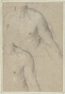 Twee studies van de torso van een jongeman
