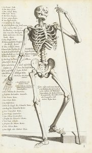 Anatomische Studie van het Menselijk Skelet door Carlo Cesi