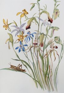 Iris en Blauwe Ereprijs door Caroline Louisa Meredith