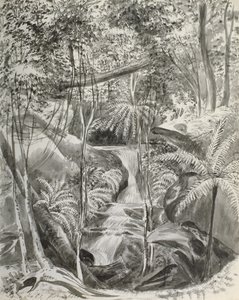 Jungle studie