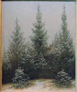 Sparrenbos in de sneeuw