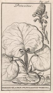 Petasites