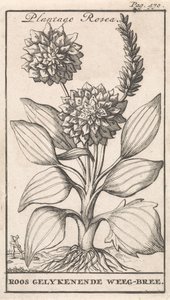 Titelpagina en acht prenten met bloemen Weegbree Plantago Rosea / Roos gelykenende Weeg-bree door Caspar Luyken