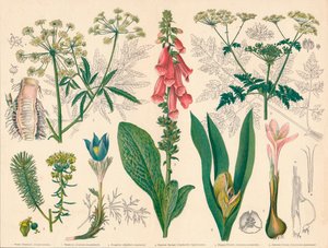 Britse giftige planten