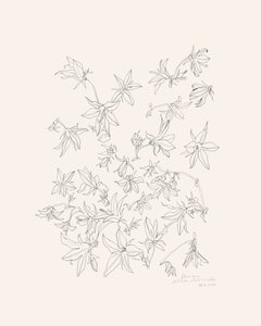 Botanische bloemenstudie