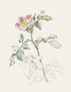 Tere roze wilde roos door Catalina Somolinos