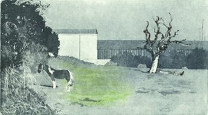 Geconfronteerd met nieuwe groei, 2016 (Aquatint ets en drogenaald)
