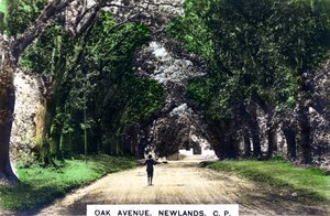 Eikenlaan, Newlands, Johannesburg, Gauteng, Zuid-Afrika door Cavenders Ltd
