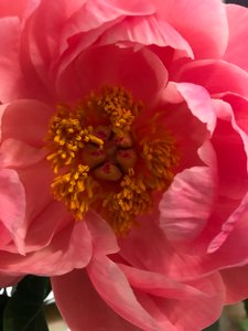 Compositie - Bloemen, 2019 (foto)