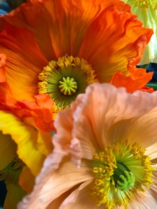 Compositie - Bloemen, 2019 (foto) door Cécile Jamet