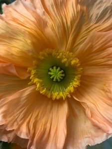 Compositie - Bloemen, 2019 (foto) door Cécile Jamet