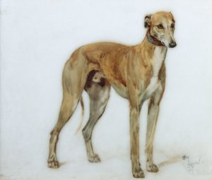 Een fawn windhond, 1897