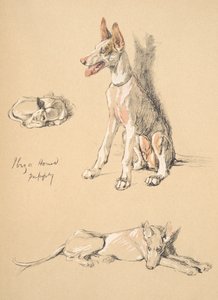 Ibiza Hondenpuppy, 1930, Illustraties uit zijn Schetsboek gebruikt voor Just Among Friends, Aldin, Cecil Charles Windsor (1870-1935), later uitgegeven door Eyre and Spottiswoode Limited, 1934 door Cecil Charles Windsor Aldin