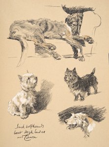 Ierse wolfshond, West Highlander en Cairn, 1930, Illustraties uit zijn schetsboek gebruikt voor 