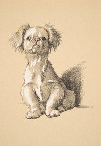 Peke, 1930, Illustraties uit zijn Schetsboek gebruikt voor Just Among Friends, Aldin, Cecil Charles Windsor (1870-1935), later uitgegeven door Eyre and Spottiswoode Limited, 1934 door Cecil Charles Windsor Aldin