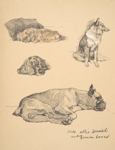 Peke, Collie, Spaniel en Duitse Boxer, 1930, illustraties uit zijn schetsboek voor 