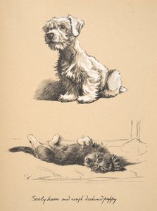 Sealyham en Rough Dachund Puppy, 1930, Illustraties uit zijn schetsboek gebruikt voor Just Among Friends, later gepubliceerd door Eyre en Spottiswoode Limited, 1934