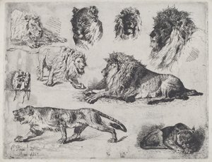 Studie van leeuwen door Cesare Biseo
