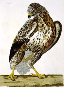 De Buizerd (Buteo buteo) plaat uit 