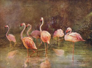Flamingo