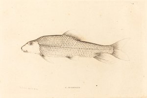 C. Aureolus door Charles Alexandre Lesueur