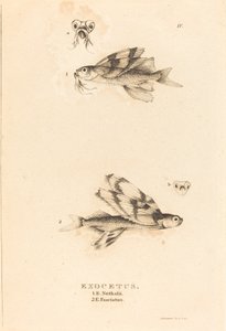 Exocetus door Charles Alexandre Lesueur