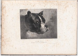 Bulldog door Charles Aubry
