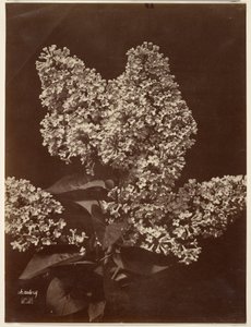 [Seringen].