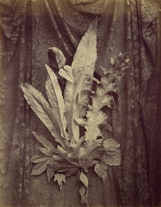 [Studie van bladeren op een achtergrond van bloemenkant], 1864