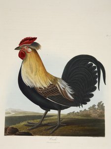 Haan, Phasianus, uit 