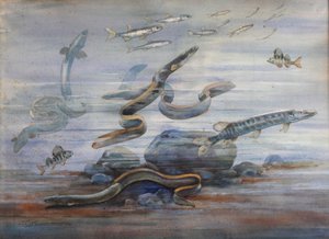 Zeevis, ca. 1907 door Charles Bernier