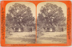 De boom van Maria. Heliopolis, Egypte door Charles Bierstadt