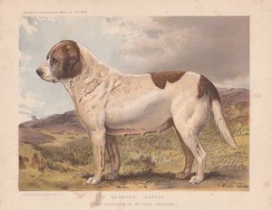 St. Bernard 