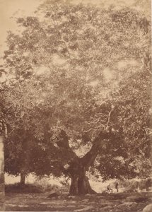 De walnotenboom van keizer Karel V, Yuste, 1858 door Charles Clifford