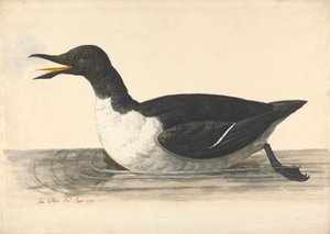 Een Zeekoet, juni 1742