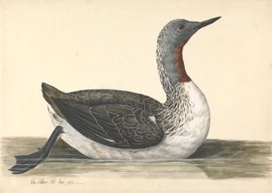 Een Roodkeelduiker, Juni 1742 door Charles Collins